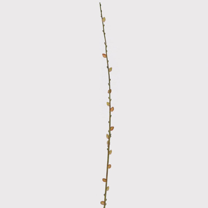 A single long, thin brown twig or branch with small orange-brown buds, centered vertically on a plain light gray background.