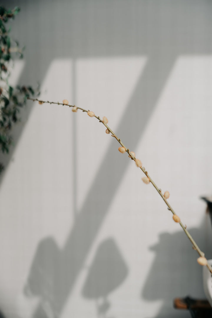 A long, thin decorative branch with small pale peach buds or berries, photographed against a light gray wall with soft shadows cast across it.