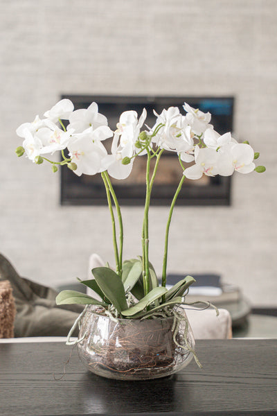 White Orchid In Glass Pot