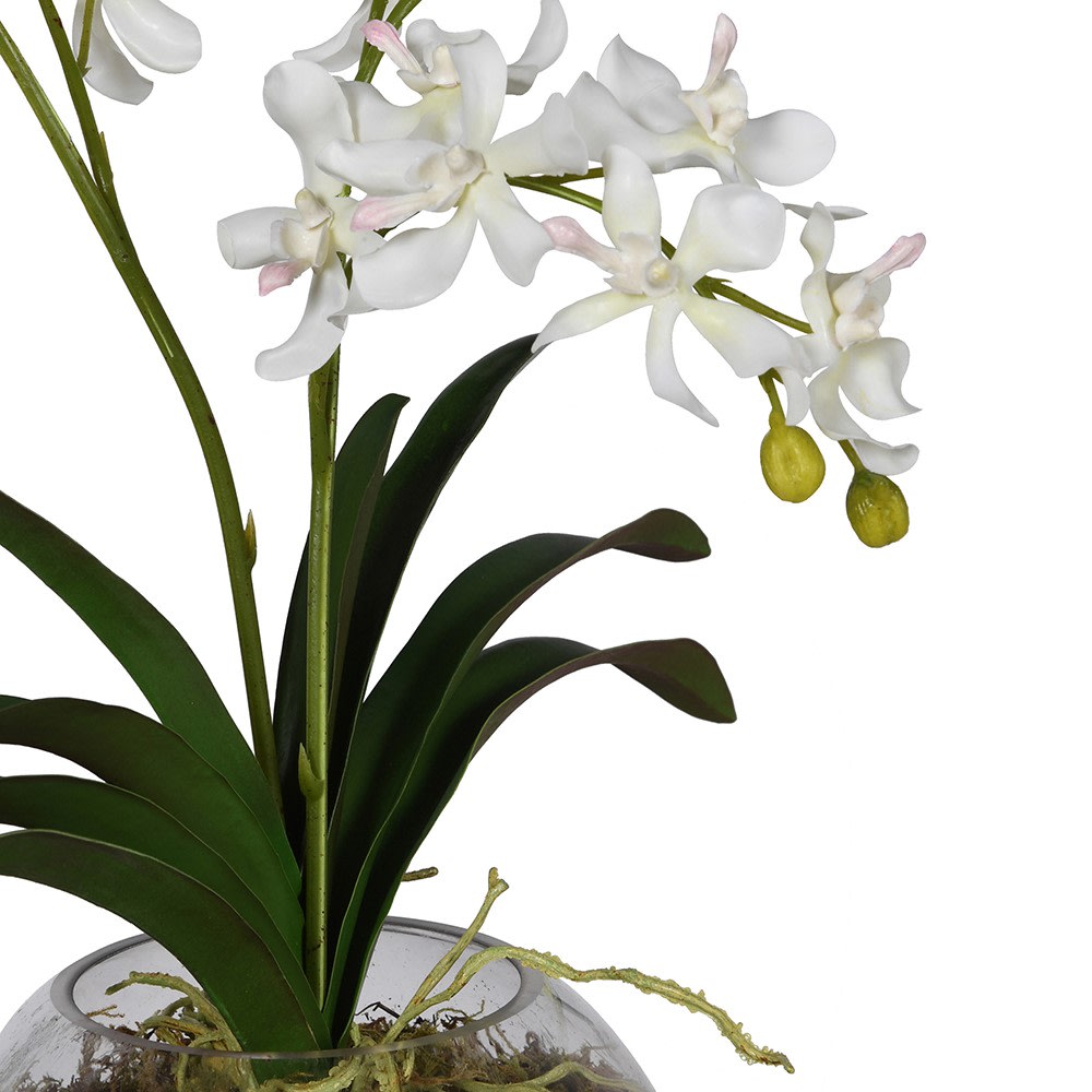 White Orchid with Moss in Glass Vase