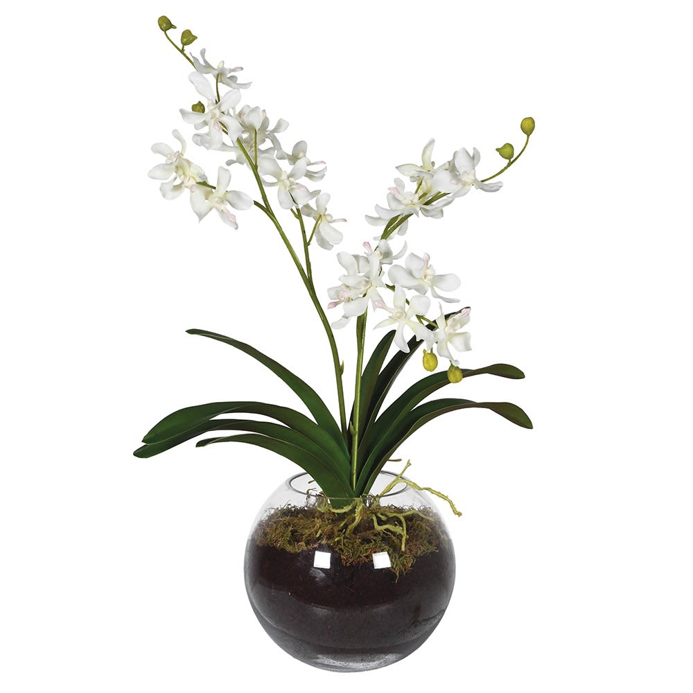 White Orchid with Moss in Glass Vase