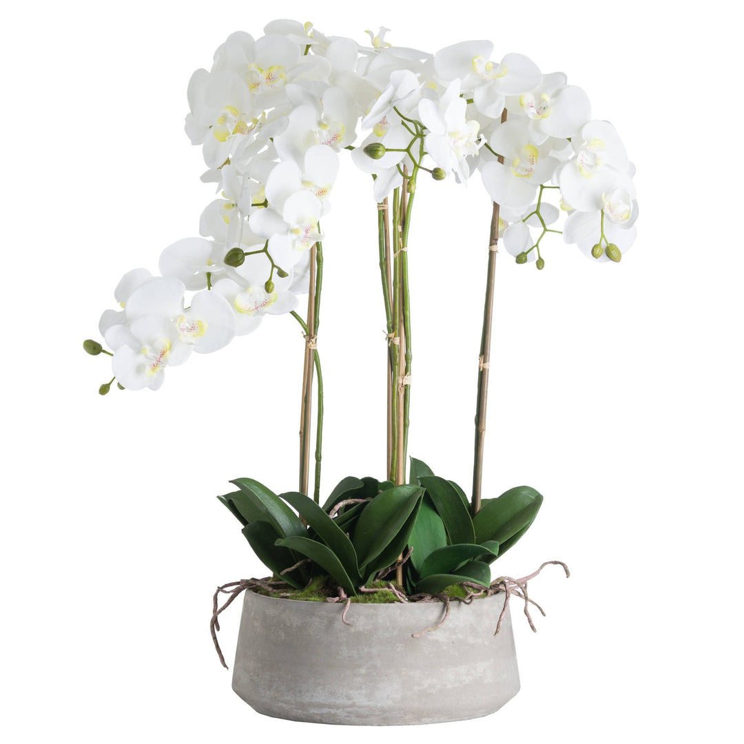 Luxury Large White Orchid In Stone Pot