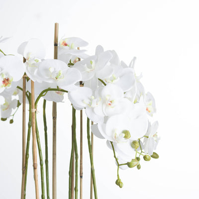 Large White Orchid In Glass Po