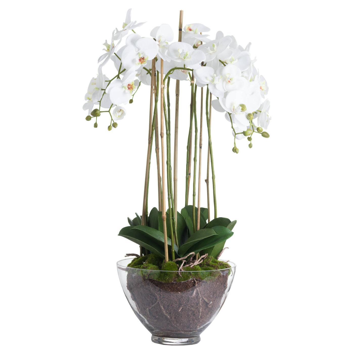 Large White Orchid In Glass Po